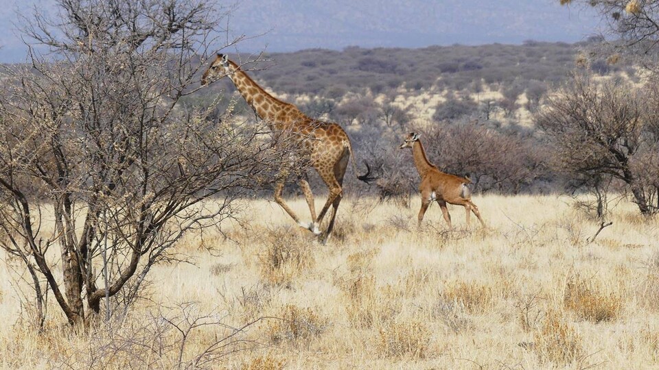 오른쪽의 앙골라기린은 최근 화제가 된 민무늬 그물무늬기린 '키페키'처럼 갈색털로 뒤덮여있다. (사진 Giraffe Conservation Foundation)/뉴스펭귄