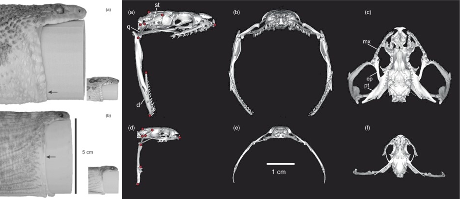 (a)는 서부구렁이, (b)는 간스알뱀의 구강 최대 직경을 측정한 것이다. 왼쪽 사진에 화살표로 표시된 부분은 아래턱이 끝나는 지점을 표시한 것이다. 두 종을 비교했을 때, 간스알뱀의 턱이 더 큰 각도로 벌어질 뿐 아니라, 아래턱뼈 사이의 간격도 넓은 것을 알 수 있다. (사진 Scaling relationships of maximal gape and prey size of snakes for an egg-eating specialist (Dasypeltis gansi) and a dietary generalist (Pantherophis obsoletus) 논문)/뉴스펭귄
