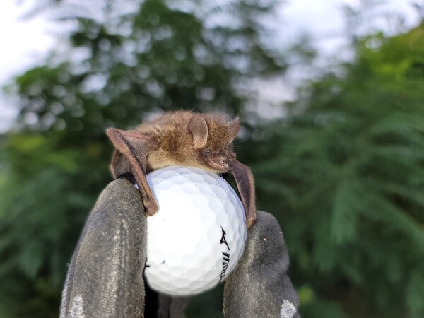 작은관코박쥐와 골프공 크기 비교. (사진 '박쥐생태도감' 저자 정철운 교수 제공)/뉴스펭귄