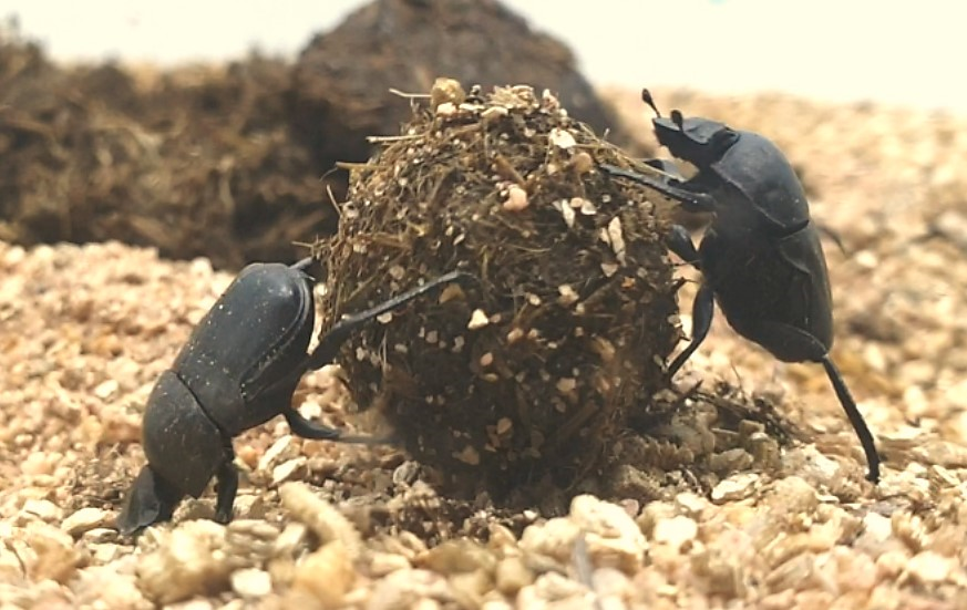 A pair of Scarabs rolling a dung ball. (Photo provided by National Institute of Ecology)/News Penguin