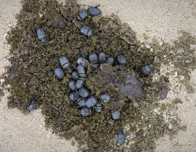 Scarabs in the process of decomposing feces. (Photo provided by National Institute of Ecology)/News Penguin