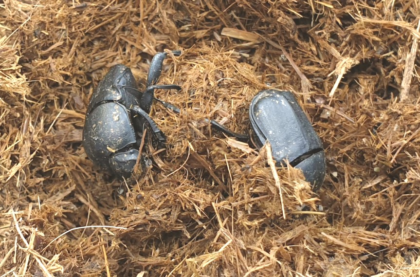 A pair of Scarabs crafting a dung ball. (Photo provided by National Institute of Ecology)/News Penguin