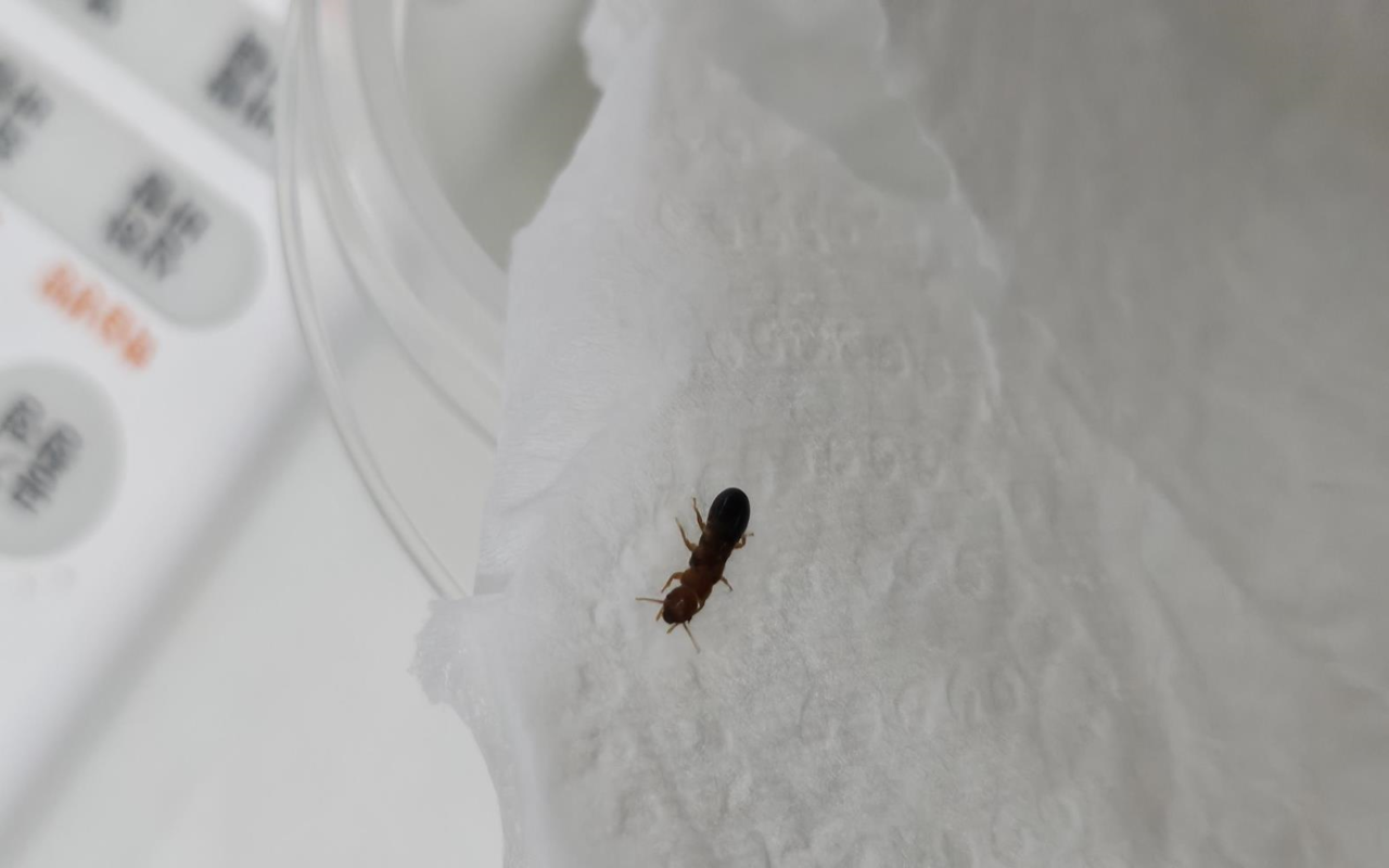 경남 창원시 진해구 주택 옥상서 발견된 외래종 흰개미. (사진 환경부)