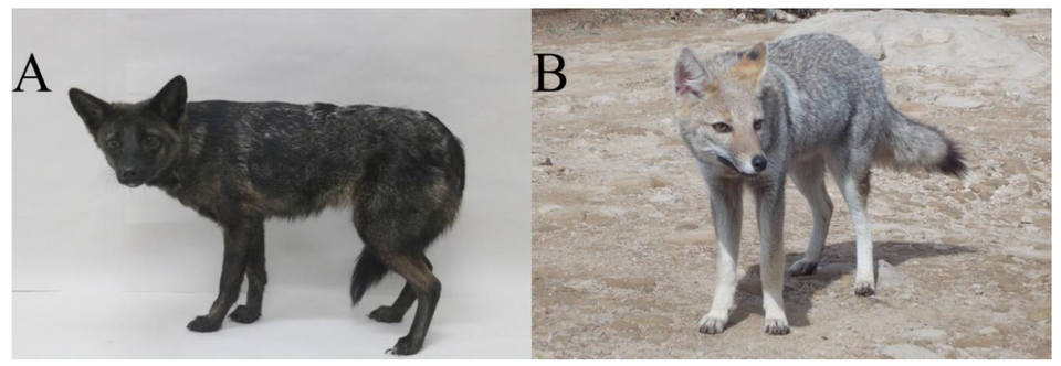 (A)수컷 반려견과 암컷 팜파스여우의 이종교배 산물. (B)팜파스여우. (사진 Hybridization in Canids—A Case Study of Pampas Fox (Lycalopex gymnocercus) and Domestic Dog (Canis lupus familiaris) Hybrid 논문)/뉴스펭귄