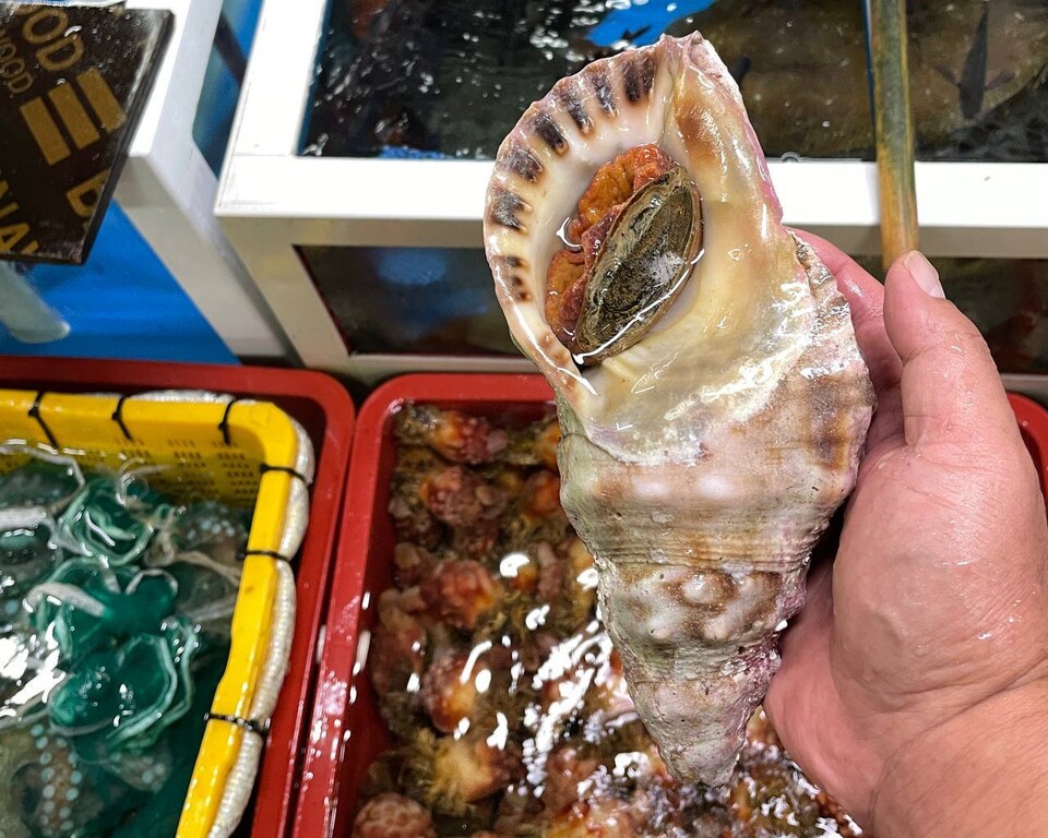 An endangered wild species level I Triton shell, discovered in a seafood restaurant in squid town on Ulleungdo. Authorities have not even conducted a complete enumeration for the past year. (Photo Citizens for Protecting National Parks)/News Penguin