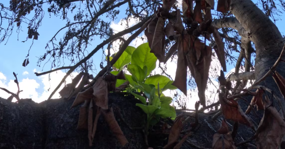 반얀트리에 초록 잎사귀가 돋았다. (사진 Hawaii DLNR)/뉴스펭귄