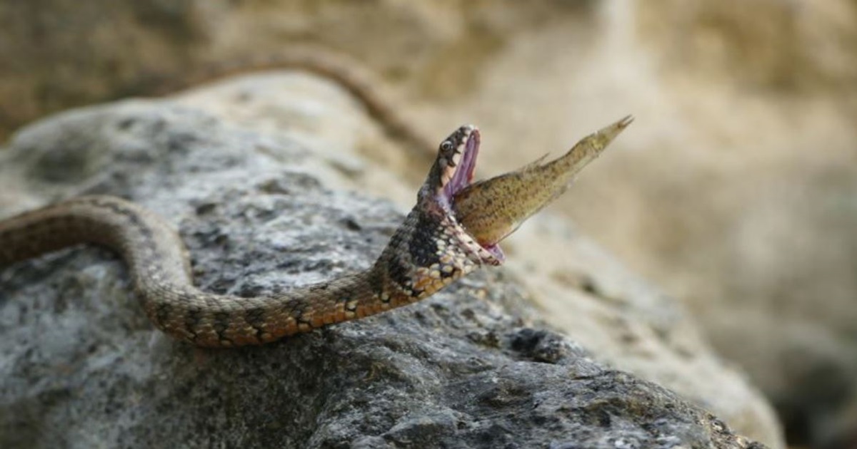 외래침입종인 러프민물농어를 삼키는 독사물뱀. 삼키는 과정에서 러프민물농어의 가시가 식도에 박히고 말았다. (사진 The introduced Ruffe, Gymnocephalus cernua (Linnaeus, 1758), a new potential threat to fish-eating snakes in Western Europe 논문)/뉴스펭귄