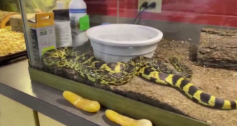 러셀빌고등학교에서 2016년부터 돌보던 루이지애나소나무뱀. (사진 Chance Duncan 유튜브 영상 캡처)/뉴스펭귄