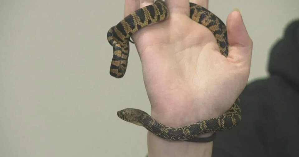 학교 교실에서 부화한 멸종위기종 루이지애나소나무뱀. (사진 미국 지역방송 KATV 영상 캡처)/뉴스펭귄
