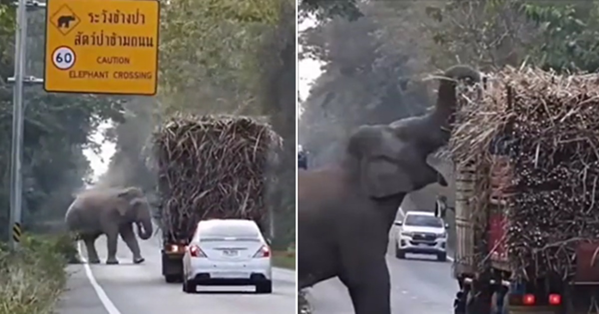 화물트럭을 세워 사탕수수를 훔쳐가는 코끼리. (사진 X @Rainmaker1973 영상 캡처)/뉴스펭귄