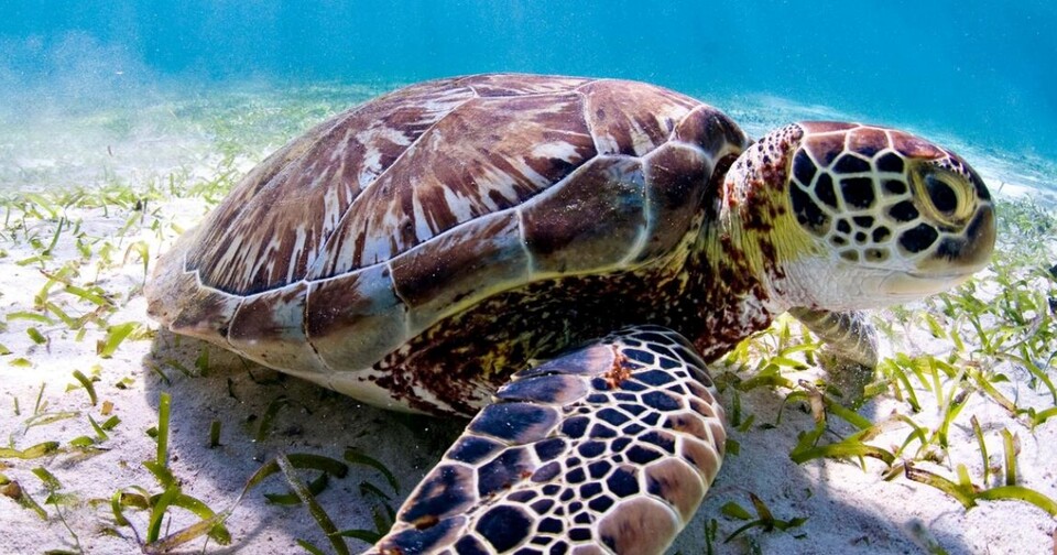 바다거북. (사진 WWF)/뉴스펭귄