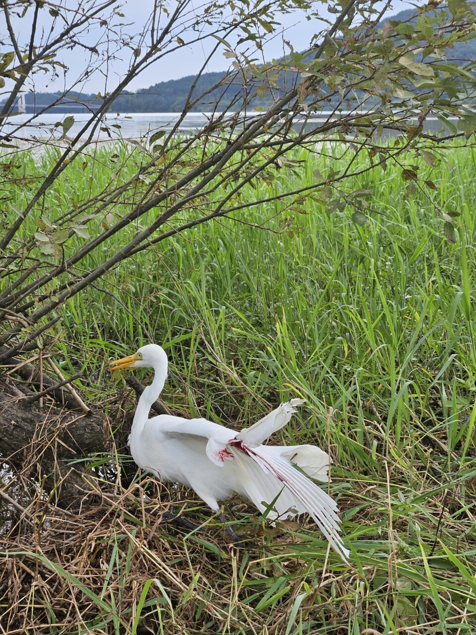 안락사된 중백로. (사진 충남야생동물구조센터 제공)/뉴스펭귄
