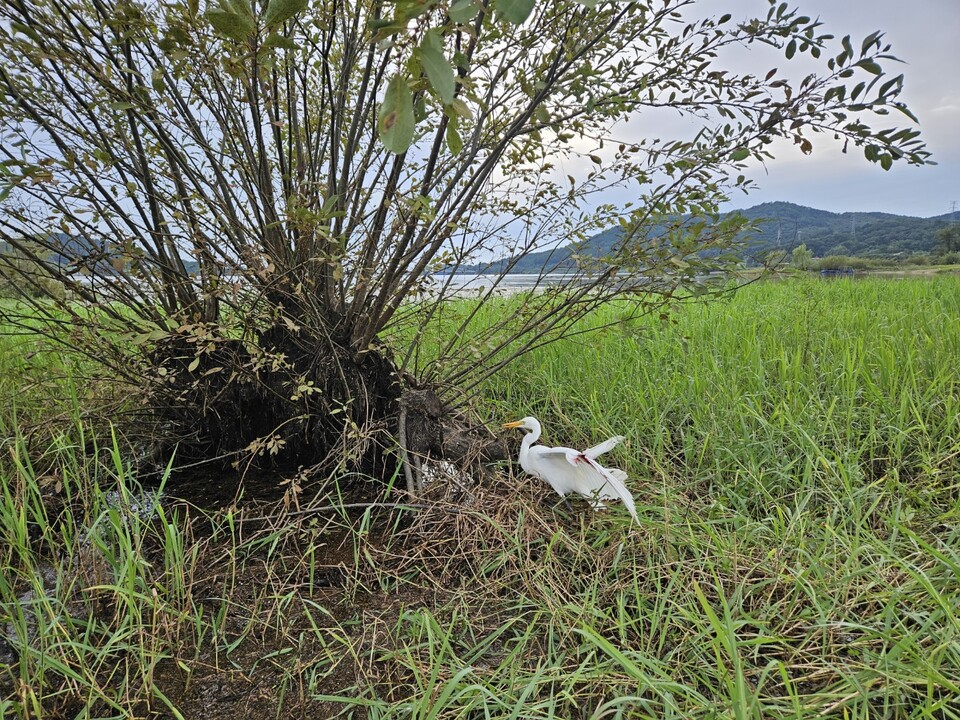 안락사된 중백로. (사진 충남야생동물구조센터 제공)/뉴스펭귄