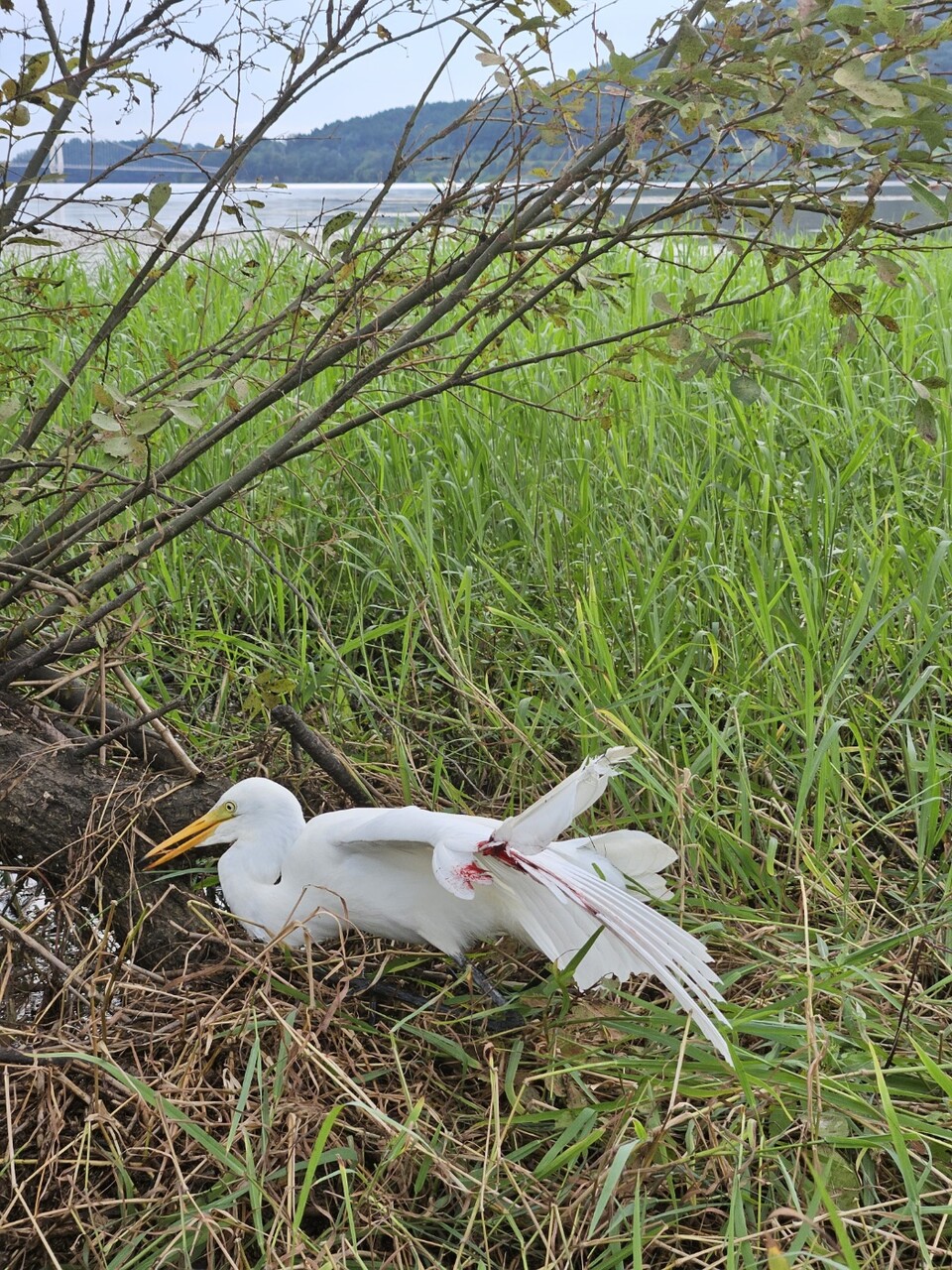 안락사된 중백로. (사진 충남야생동물구조센터 제공)/뉴스펭귄