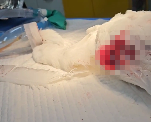 초진 중인 중백로. 결국 안락사됐다. (사진 충남야생동물구조센터 제공)/뉴스펭귄