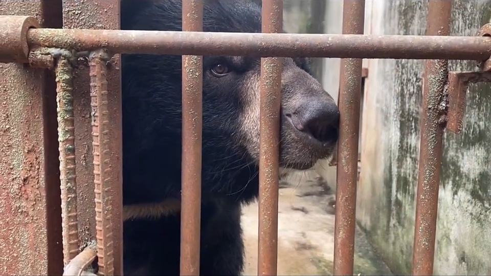 주영이는 어미와 친구들을 모두 떠나보내고 사람을 무척 두려워했다. (사진 동물권행동 카라 공식 인스타그램)/뉴스펭귄