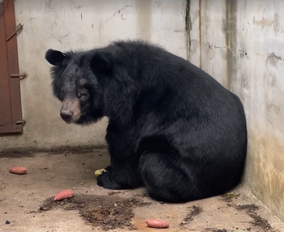 오는 8일 농장을 벗어나게 될 주영이. (사진 동물권행동 카라 공식 인스타그램)/뉴스펭귄