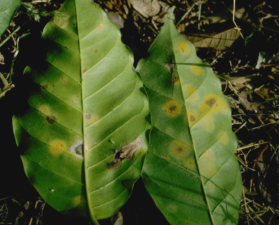 커피녹병에 감연된 커피나무. (사진 위키피디아)/뉴스펭귄