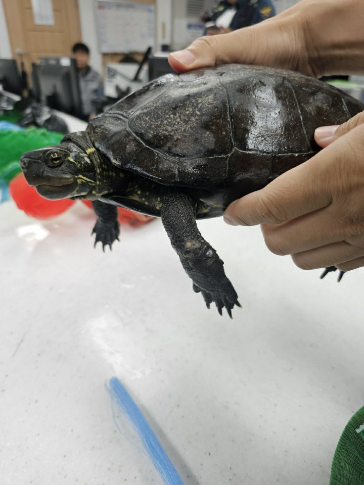 부산 부전시장에서 구조된 남생이. (사진 남상헌 한국남생이보호협회장 제공)/뉴스펭귄