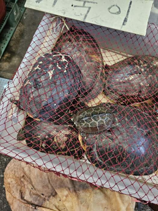 불법 판매되는 남생이. (사진 남상헌 한국남생이보호협회장 제공)/뉴스펭귄