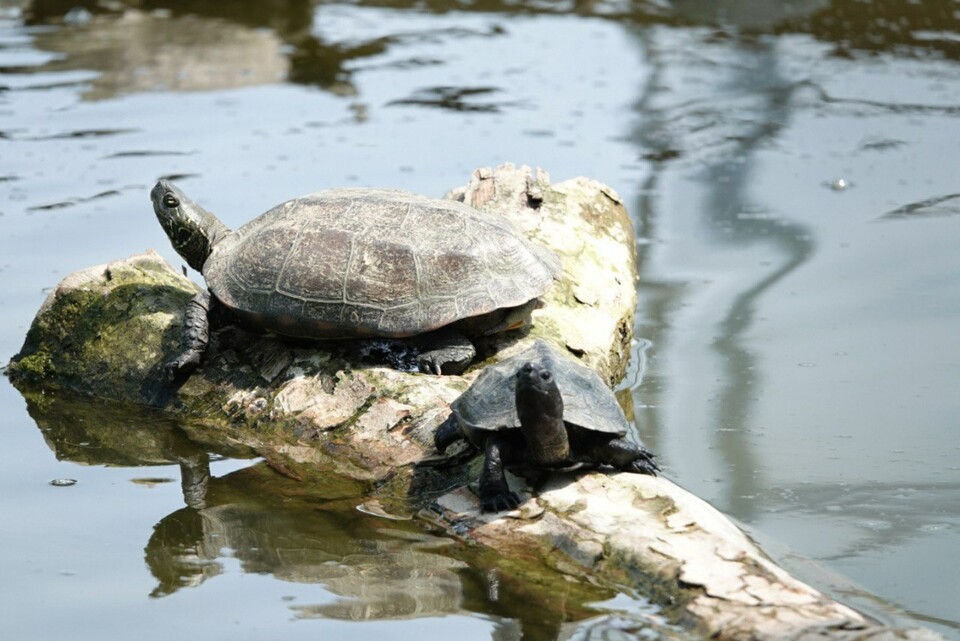 (사진 남상헌 한국남생이보호협회장 제공)/뉴스펭귄