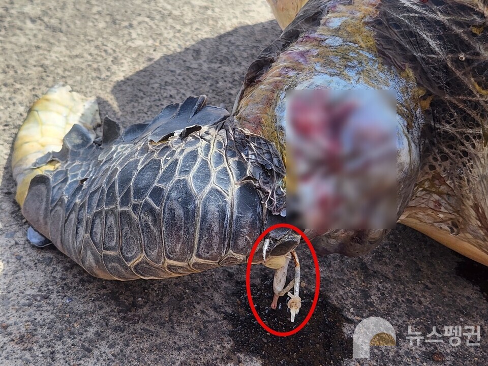 거북 오른쪽 앞다리에 걸려 있는 낚싯바늘. (사진 서귀포해양경찰서 제공)/뉴스펭귄
