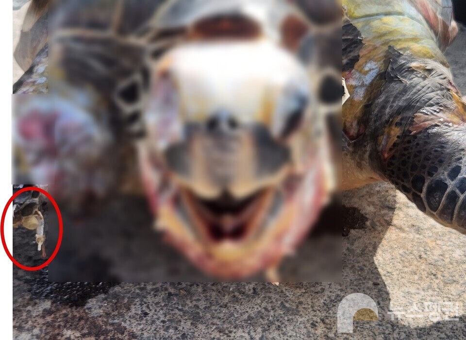 낚싯바늘에 걸려 죽은 푸른바다거북 사체. (사진 서귀포해양경찰서 제공)/뉴스펭귄