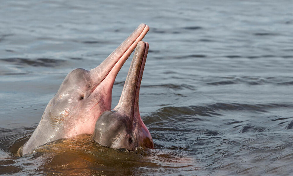 아마존강돌고래. (사진 WWF)/뉴스펭귄