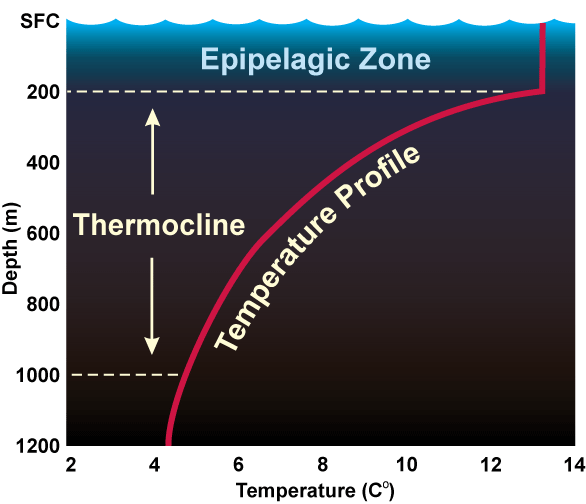 연구진은 2040년 이후 탄소 감축 노력이 시행된다면 해양 표층(Epipelagic zone), 즉 수심 200m 안쪽의 생물 서식지 13%가 사라질 것으로 전망했다. (사진 미국 해양대기청)/뉴스펭귄