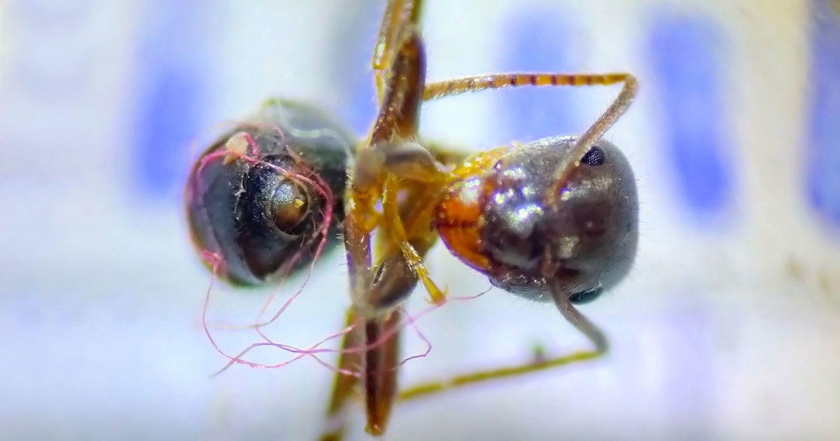 털개미속의 라시우스 그라디스(Lasius grandis)의 몸에 플라스틱 섬유가 얽혀있다. (사진 Plastics and insects: Records of ants entangled in synthetic fibres 논문)/뉴스펭귄