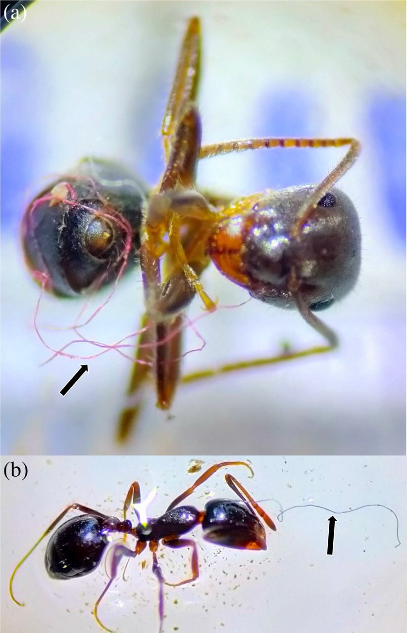 (a)는 털개미속의 라시우스 그라디스, (b)집개미속의 일종이다. 이들의 몸에는 각기 다른 색의 플라스틱 섬유가 얽혀있다. (사진 Plastics and insects: Records of ants entangled in synthetic fibres 논문)/뉴스펭귄