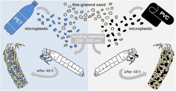 날도래목 유충 일부는 모래, 자갈, 낙엽 등을 활용해 집을 만든다. 다만 이 과정에서 미세 플라스틱을 사용하기도 한다. (사진 PVC and PET microplastics in caddisfly ( Lepidostoma basale ) cases reduce case stability 논문)/뉴스펭귄