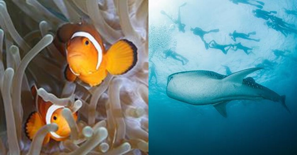 장재연 작가의 작품. (사진 장재연, 숲과나눔 제공)/뉴스펭귄