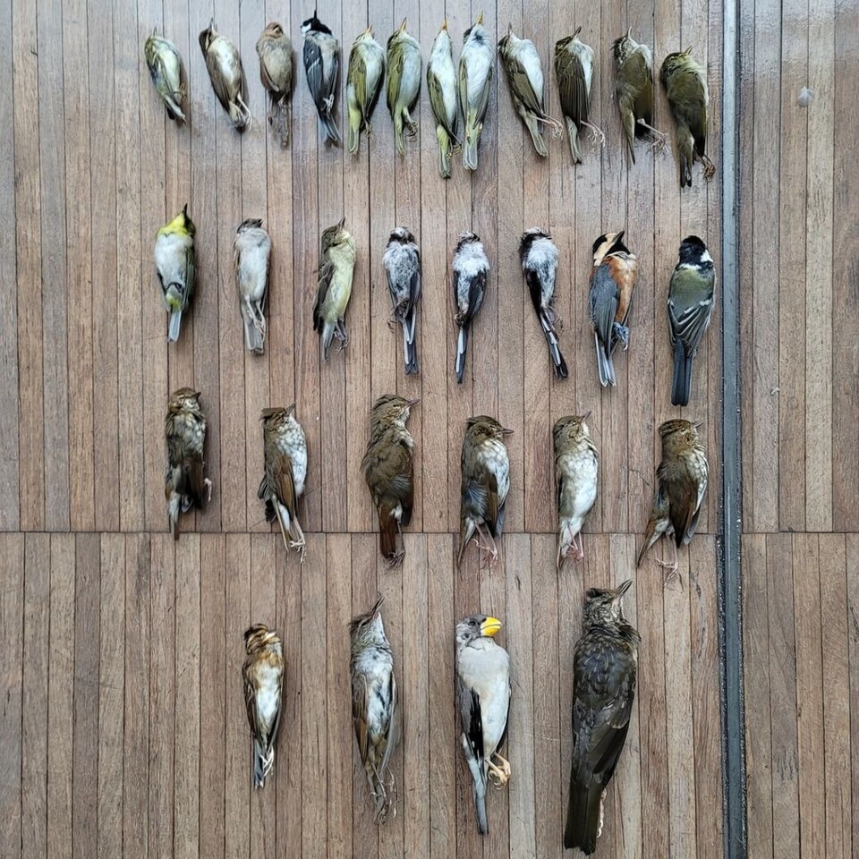 이화여대 ECC 건물 투명유리창에 부딪혀 죽은 새들. (사진 이화여대 윈도우스트라이크모니터링)/뉴스펭귄