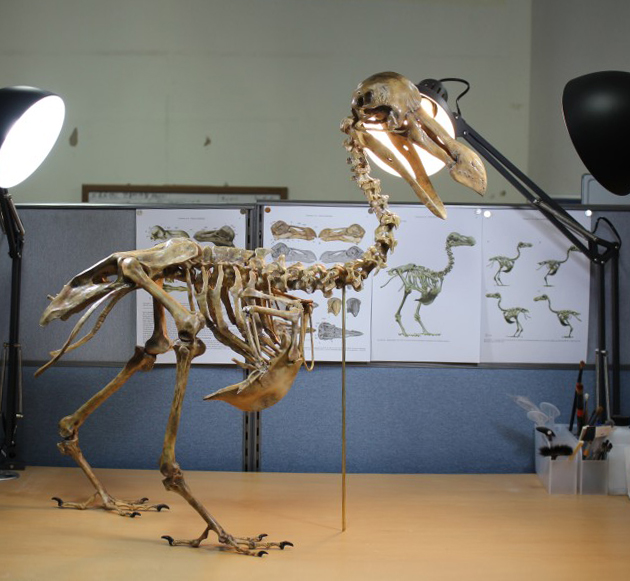 도도 1:1 크기 골격 모형. (사진 정의동 작가 제공)/뉴스펭귄