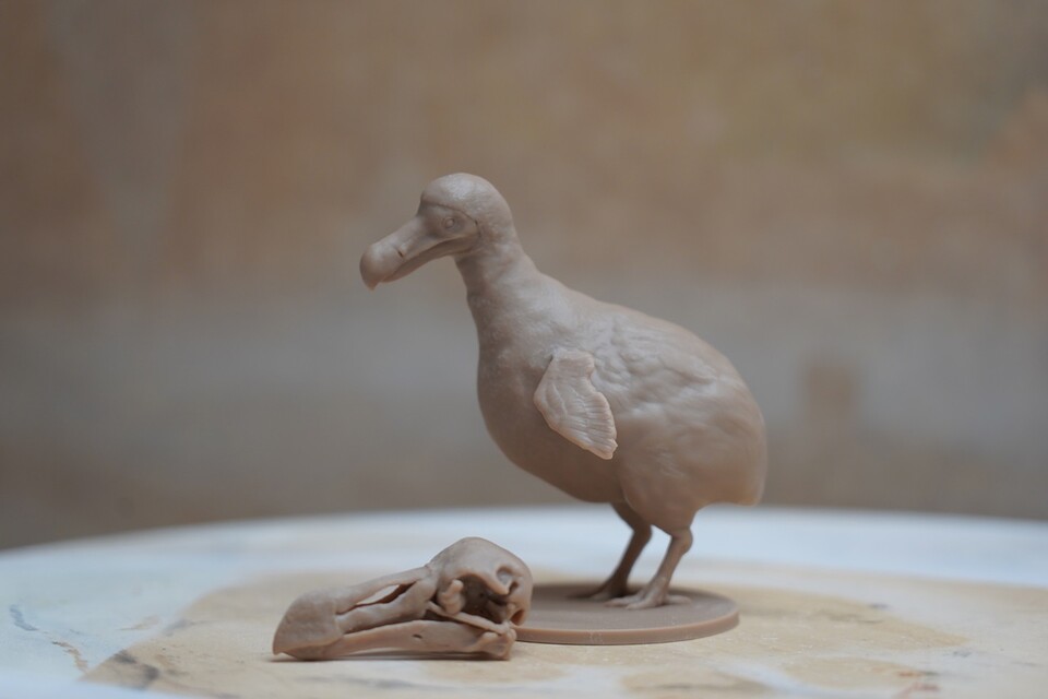 도도새 모형. (사진 정의동 작가 제공)/뉴스펭귄