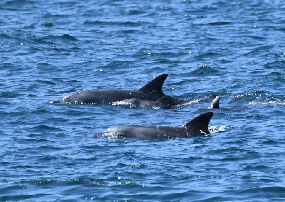 남방큰돌고래 삼팔이와 새끼들. (사진 해양동물생태보전연구소 'MARC')/뉴스펭귄