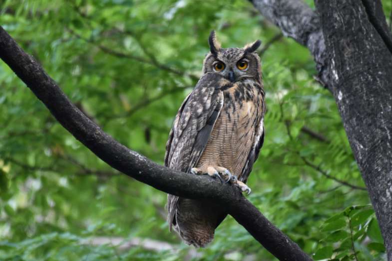 팔현습지에 서식하는 수리부엉이. 수리부엉이는 멸종위기 야생생물 2급이자 천연기념물이다. (사진 대구환경운동연합)/뉴스펭귄