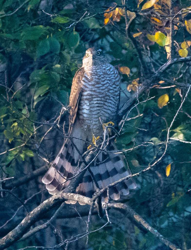 금호강 팔현습지에서 목격된 새매. 새매는 멸종위기 야생생물 2급이자 천연기념물이다. (사진 금호강 난개발저지대구경북공동개책위원회)/뉴스펭귄