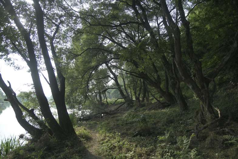원시 자연성이 살아있는 팔현습지 왕버들숲. (사진 대구환경운동연합)/뉴스펭귄