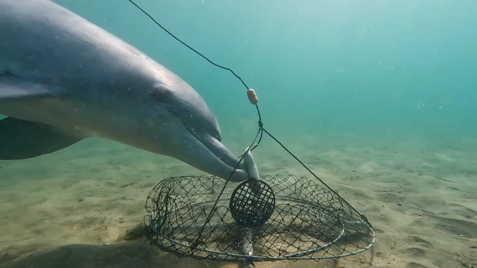 큰돌고래는 미끼통도 손쉽게 열어냈다. (사진 Dolphin Discovery Centre 유튜브 영상 캡처)/뉴스펭귄