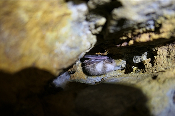 이달 치악산에서 발견된 토끼박쥐. (사진 치악산국립공원사무소)/뉴스펭귄