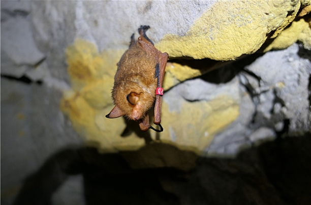 이달 치악산에서 동면이 확인된 붉은박쥐. 개체식별번호 23번인 암컷이다. (사진 치악산국립공원사무소)/뉴스펭귄