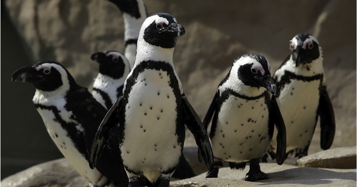 실험에 동원된 이탈리아 주마린에서 사육되는 아프리카펭귄. (사진 African penguins utilize their ventral dot patterns for individual recognition 논문)/뉴스펭귄