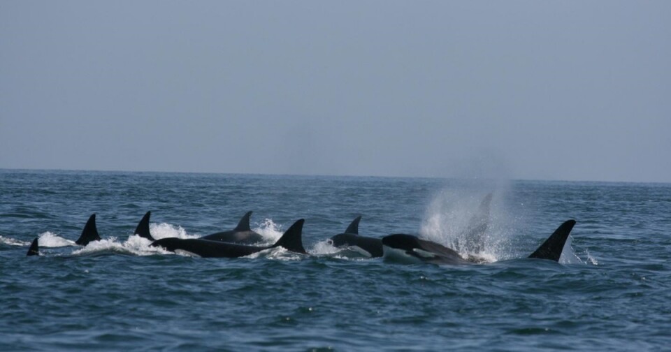 범고래. (사진 WWF)/뉴스펭귄
