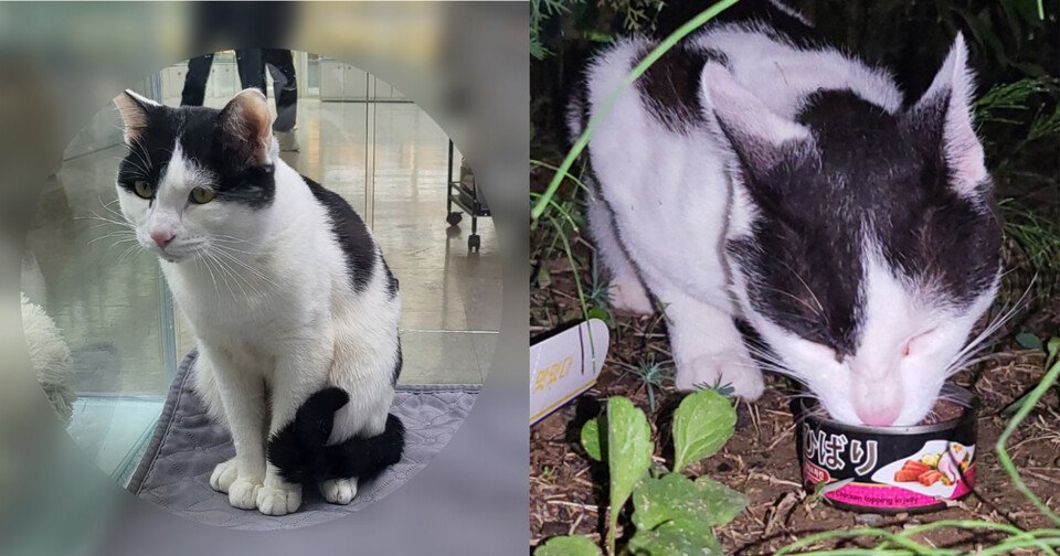 왼쪽부터 지난 3월 한 신종펫숍으로 파양된 고양이가 7월 인근 길에서 발견된 모습. 신종펫숍은 입양을 보냈다고 변명했다. (사진 동물자유연대)/뉴스펭귄