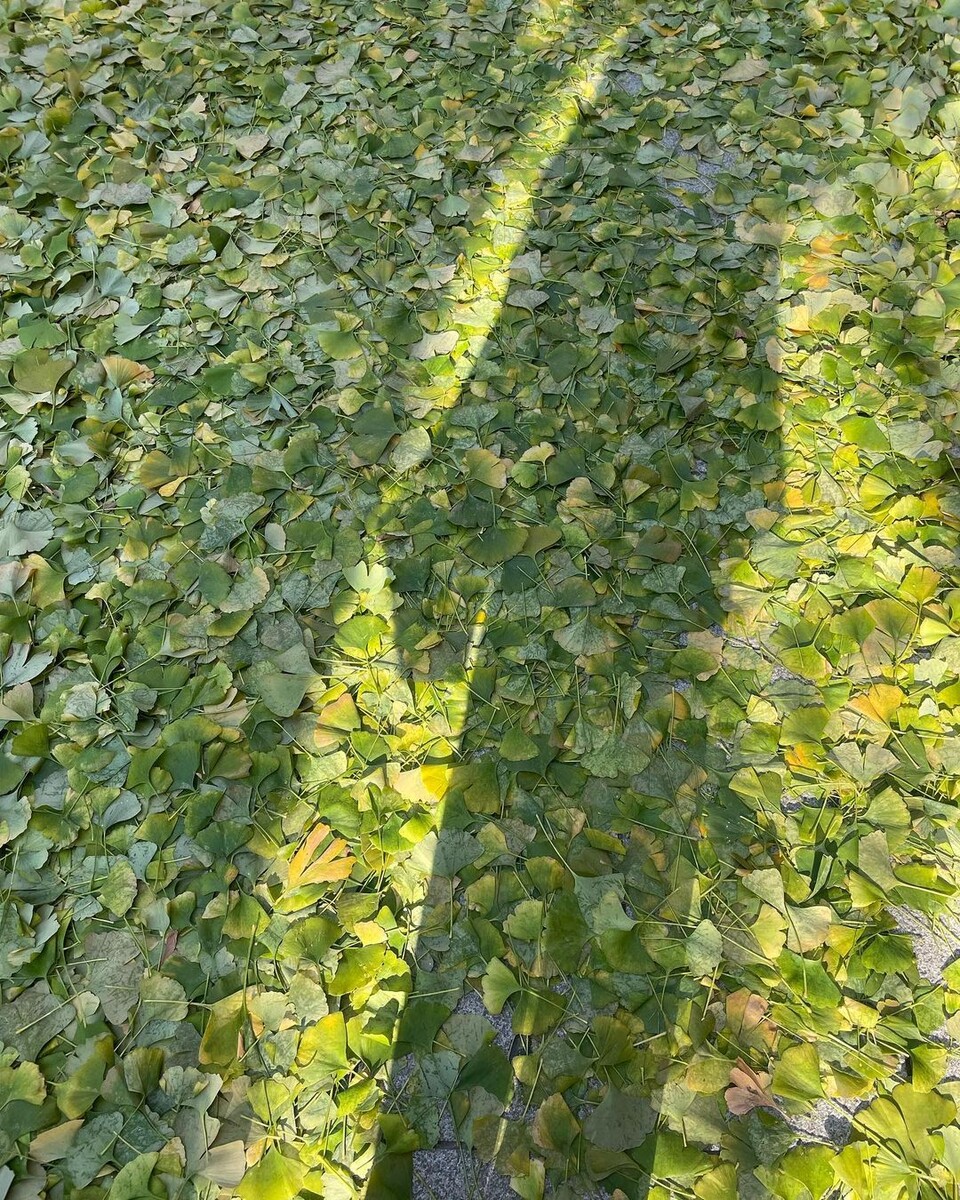 배우 박진희 씨는 인스타그램에 "이제 은행나무 낙엽이 노란색으로 떨어지지 않는다. #기후비상 #기후위기 #기후변화 #지구온난화 #초록낙엽"이라는 글과 함께 땅에 떨어진 초록색 은행잎 사진을 게재했다. (사진 박진희 인스타그램)/뉴스펭귄