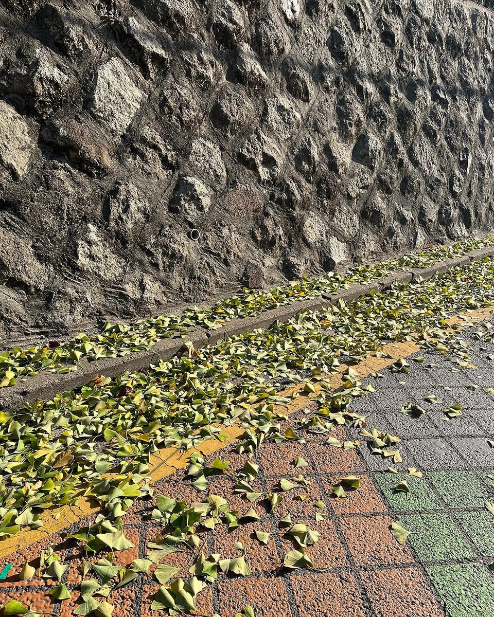 방송인 타일러 라쉬 씨는 인스타그램에 "은행나무 낙엽이 초록색이라니… 무섭다 #기후위기"라는 글과 함께 땅에 떨어진 초록색 은행잎 사진을 게재했다. (사진 타일러 라쉬 인스타그램)/뉴스펭귄