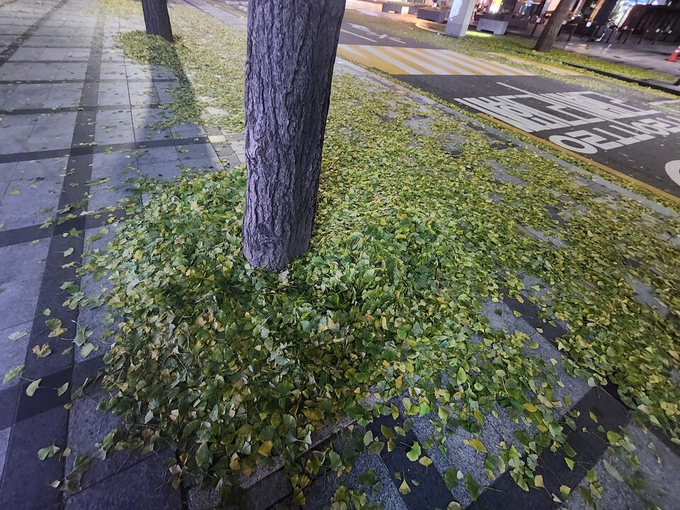 녹색전환연구소 변호사 지현영 씨는 페이스북에 "며칠 전 파랗게 내려앉은 은행잎들을 보며 내 가슴도 철렁 내려 앉았다"는 글과 함께 땅에 떨어진 초록색 은행잎 사진을 게재했다. (사진 지현영 페이스북)/뉴스펭귄