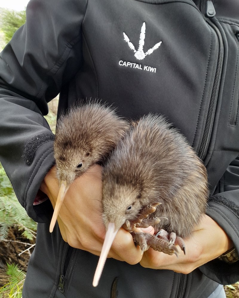 자원봉사자들은 2주간 총 4마리의 새끼 키위를 발견했다. (사진 The Capital Kiwi Project)/뉴스펭귄